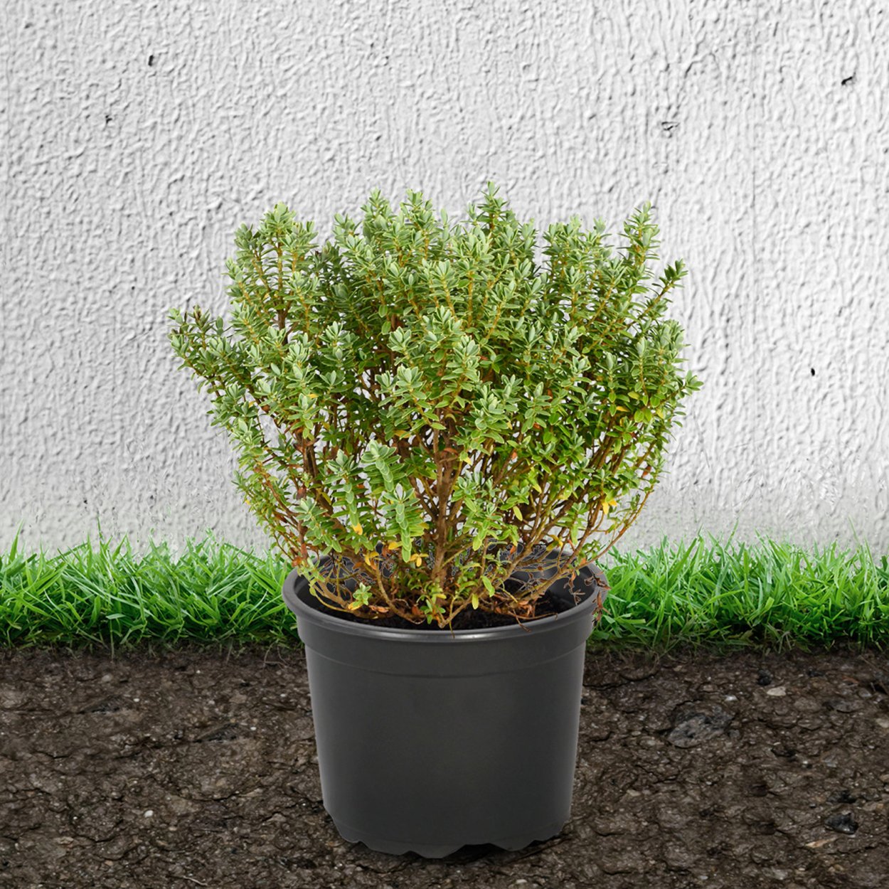 Тимьян ползучий (Thymus serpyllum)