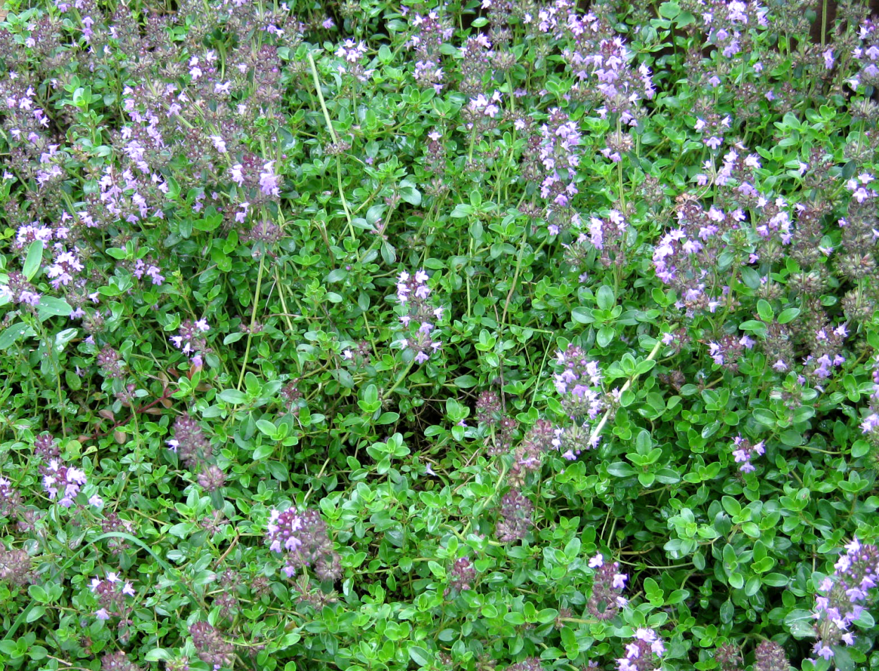 Тимьян ползучий чабрец полевой