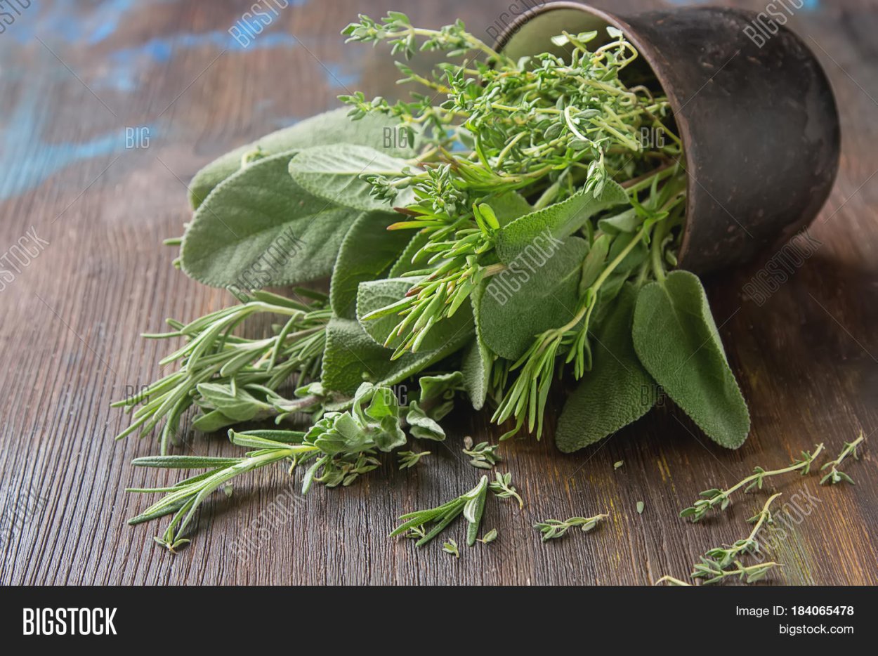 Тимьян Богородский Семко