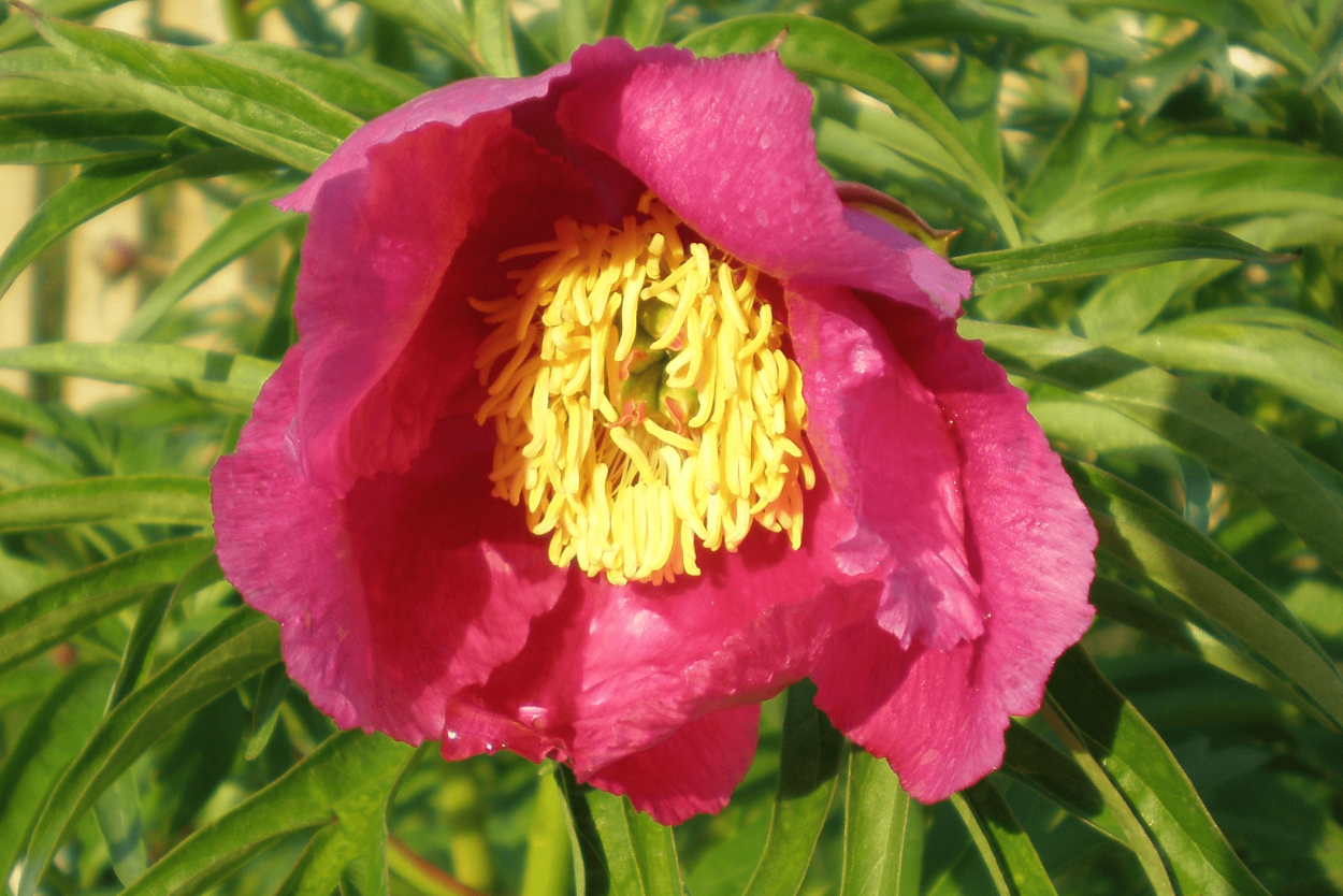 Пион горный Уссурийский заповедник