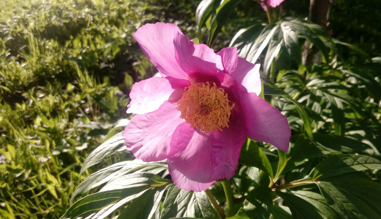 Пион Марьин корень