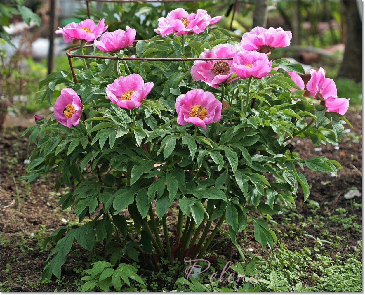 Пион Марьин корень Байкал