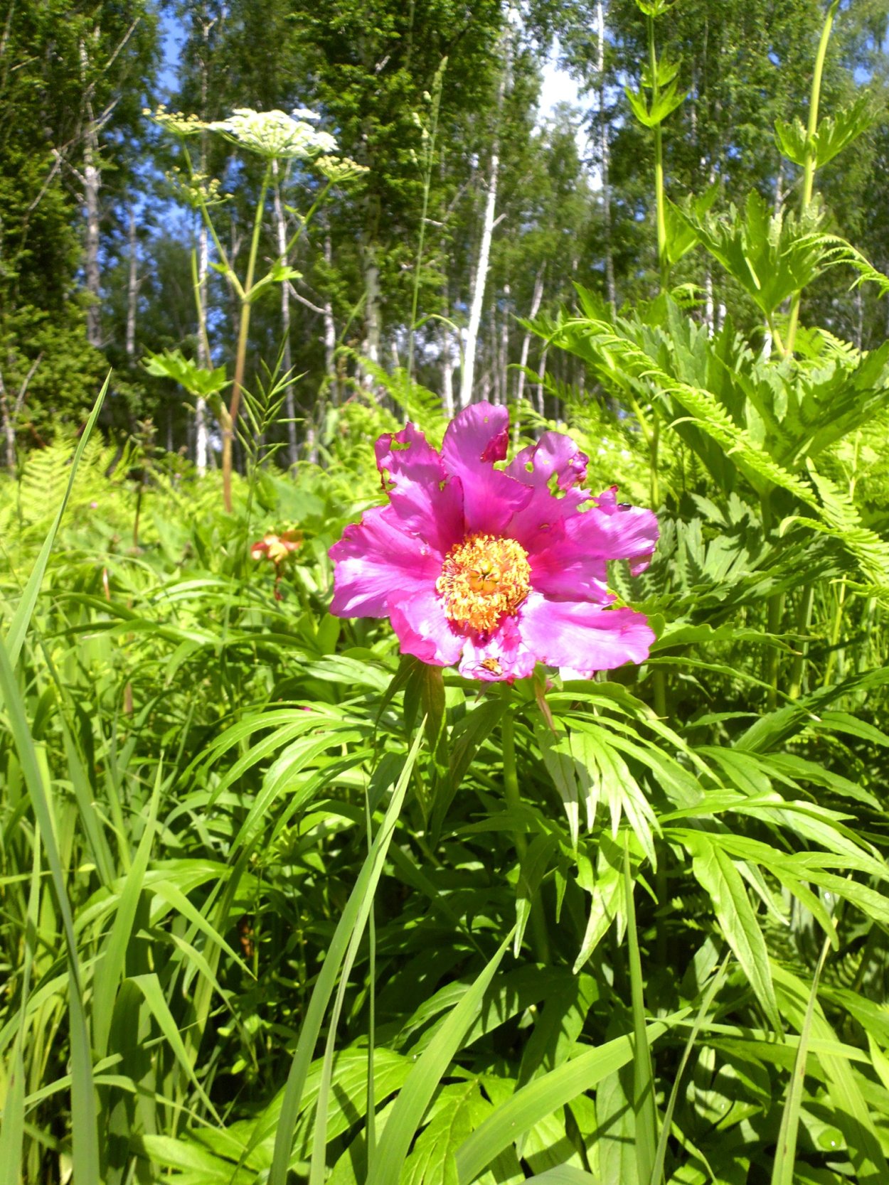 Пион уклоняющийся ботаника