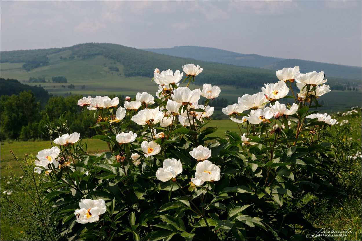 Цветы Марьины коренья Забайкалье