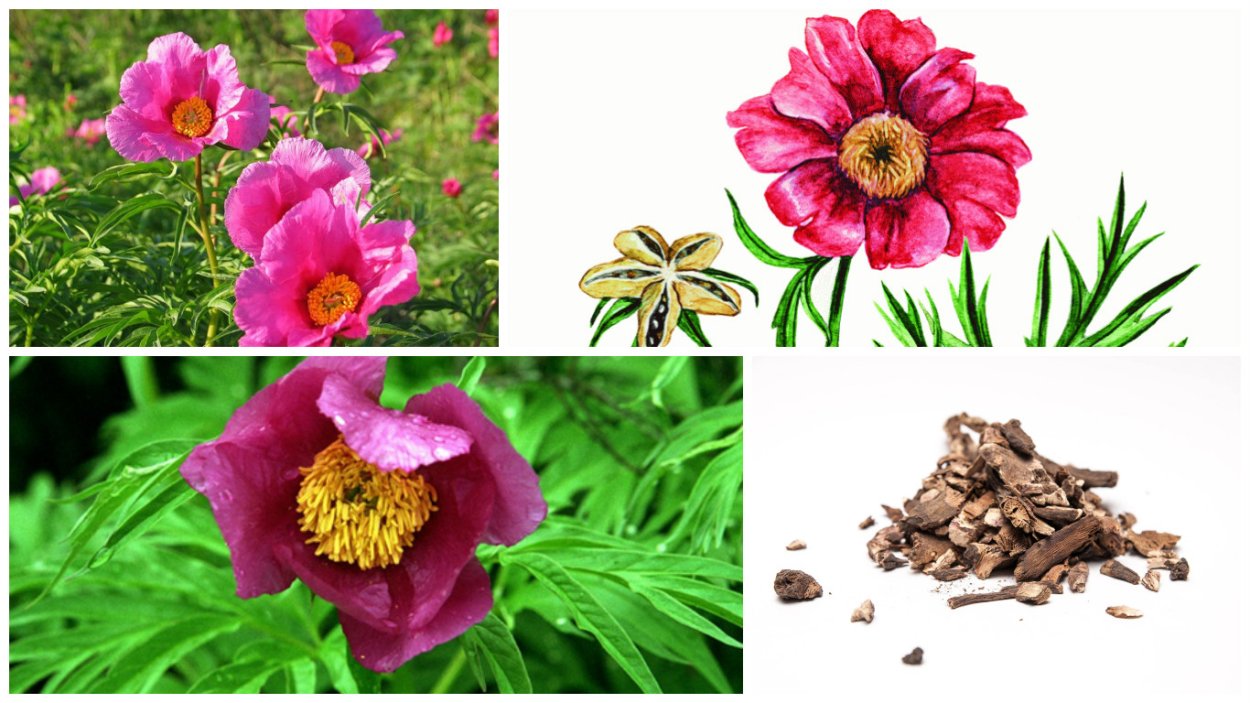 Ермилова Татьяна художница