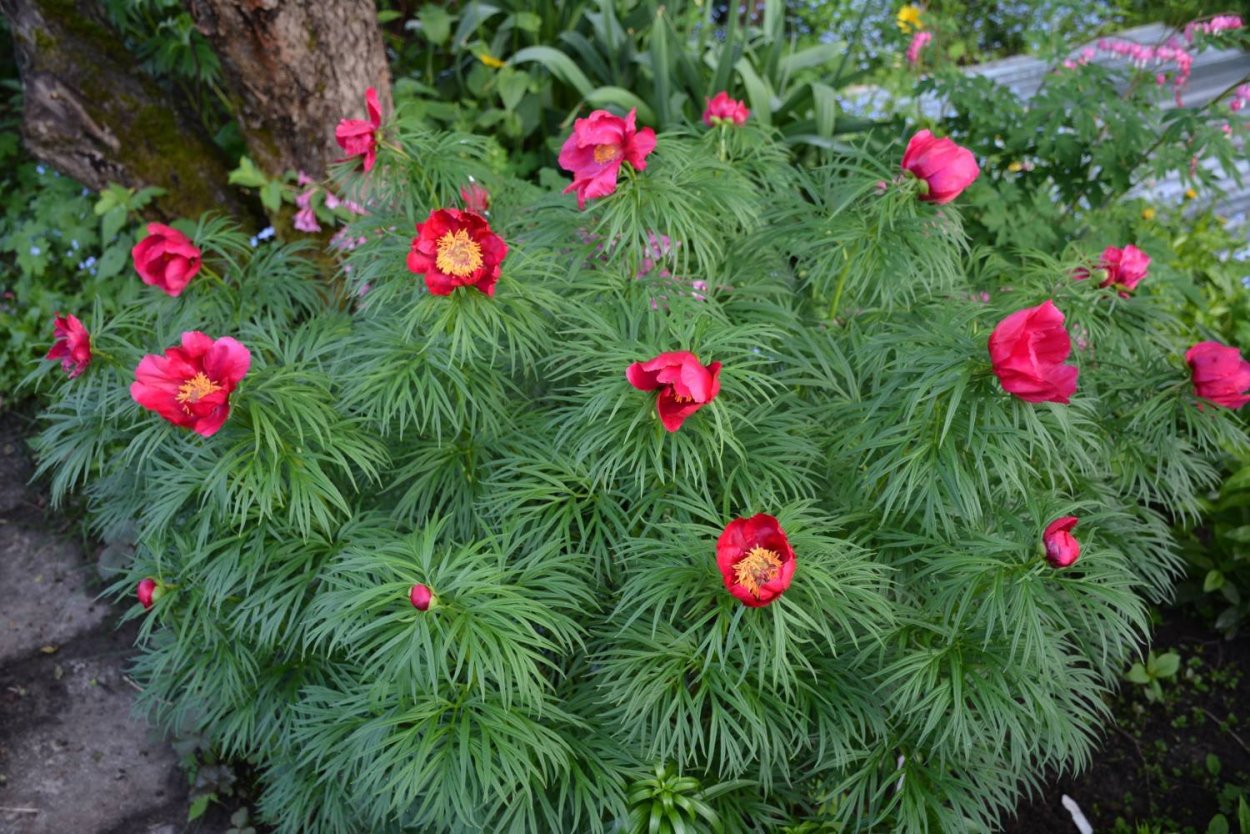 Пион Пинк Чармер