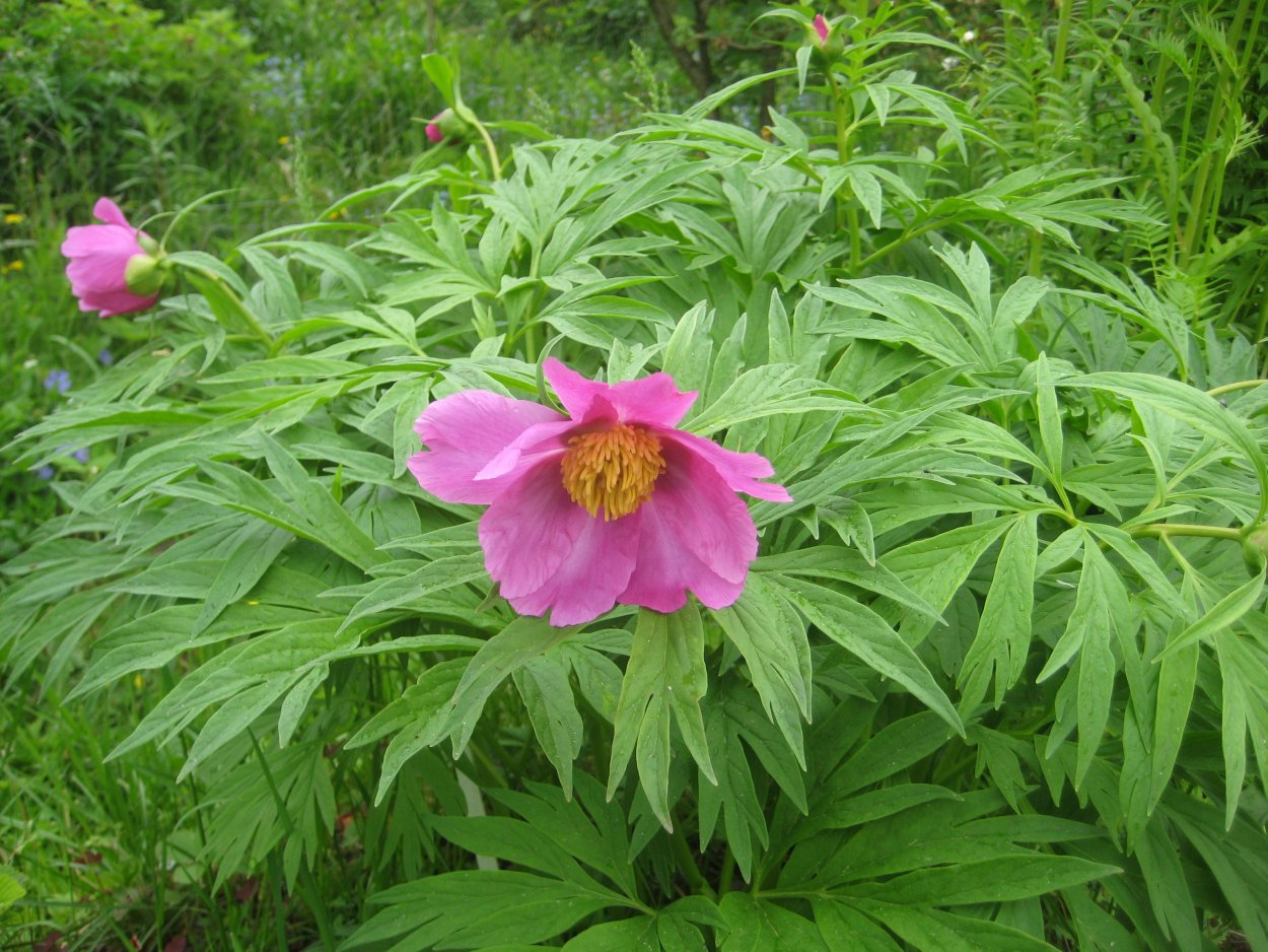 Пион уклоняющийся (Paeonia anomala l. ).