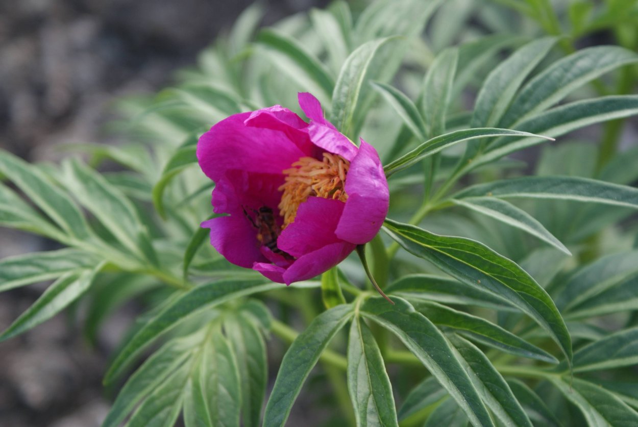 Марьин корень (Paeonia anomala)
