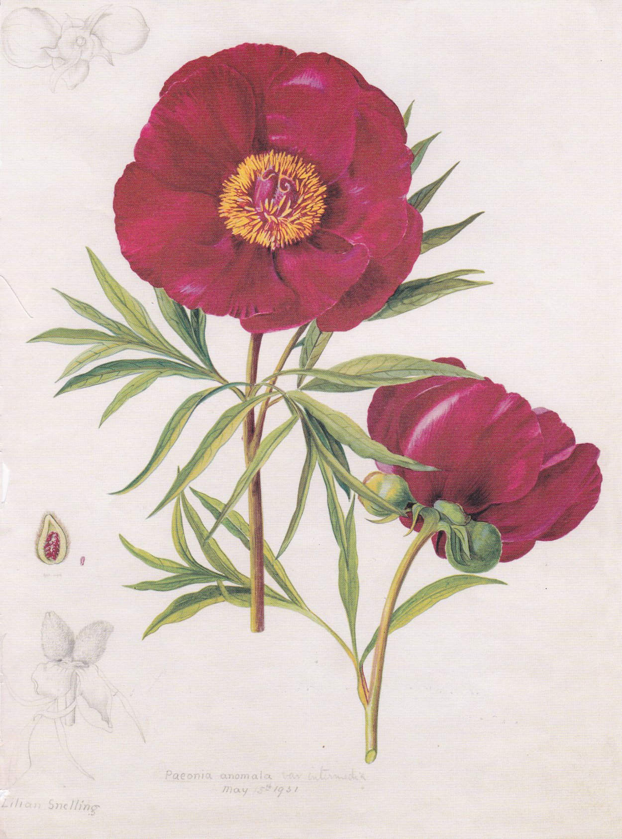 Пион Марьин корень