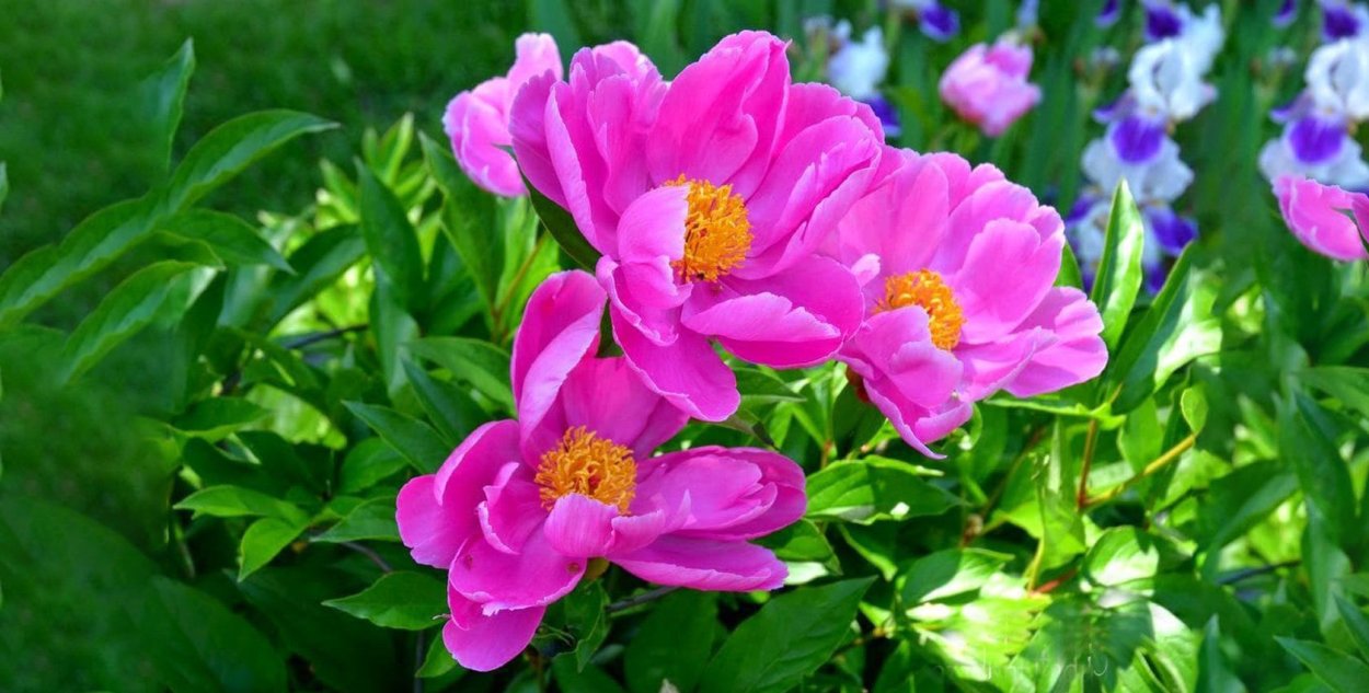 Пион перистый