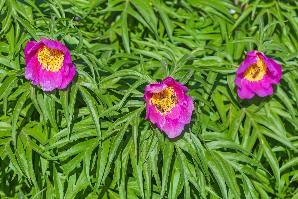 Пион уклоняющийся Марьин корень