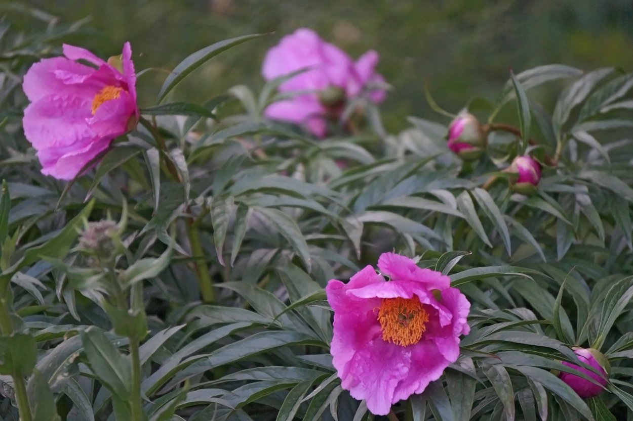 Пион уклоняющийся (Paeonia anomala l. ).