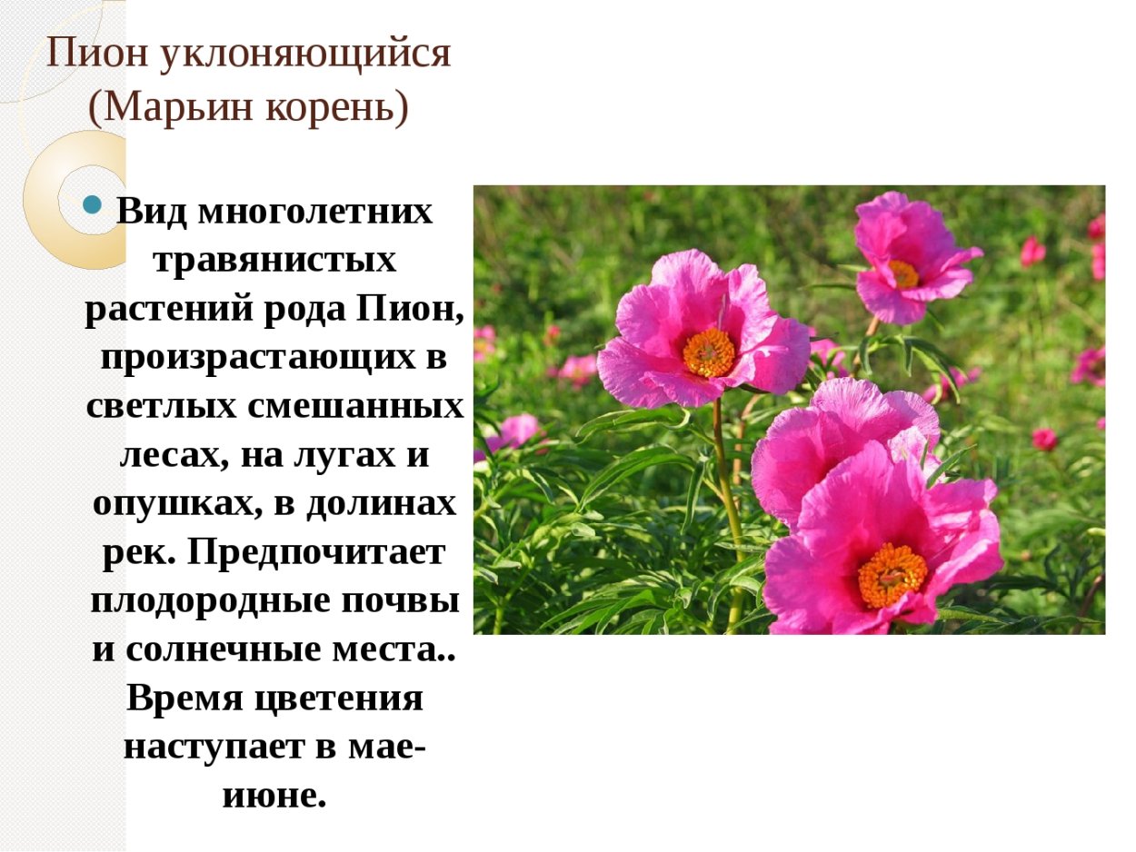 Пион Марьин корень