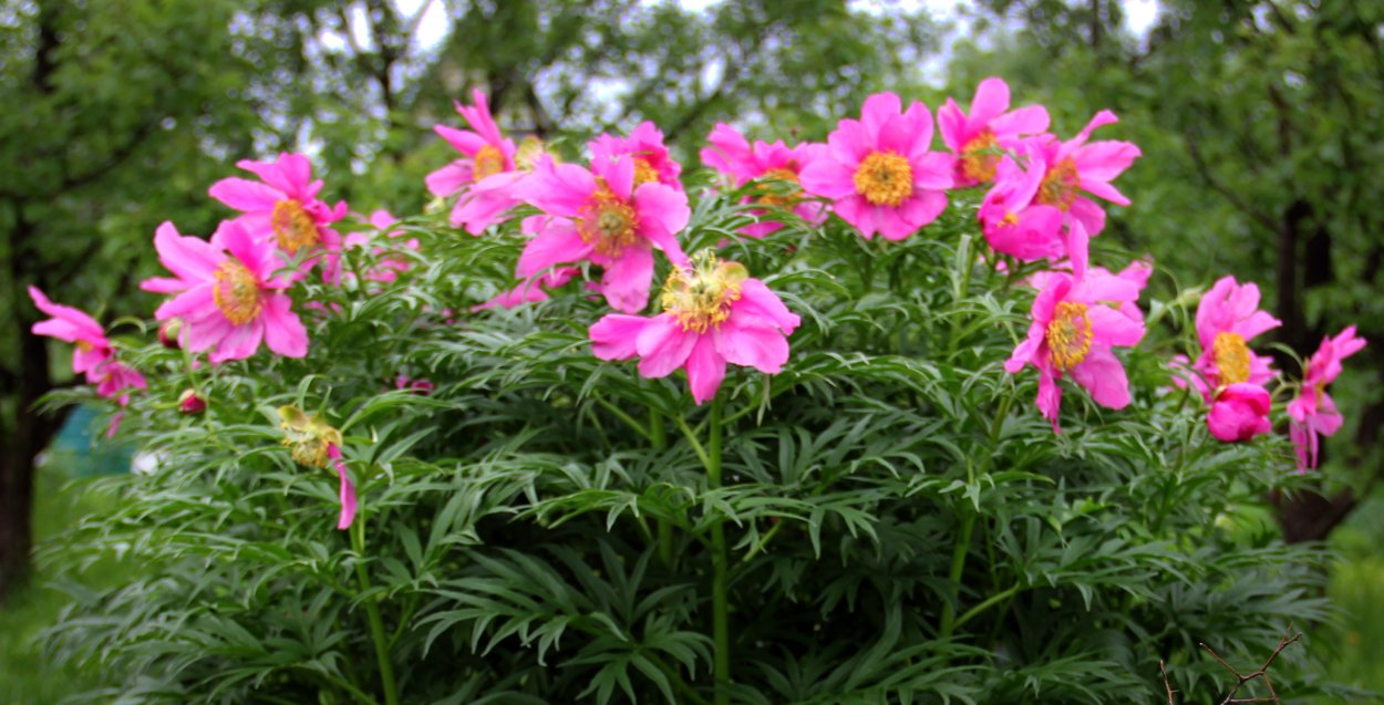 Пион Марьин корень тонколистный