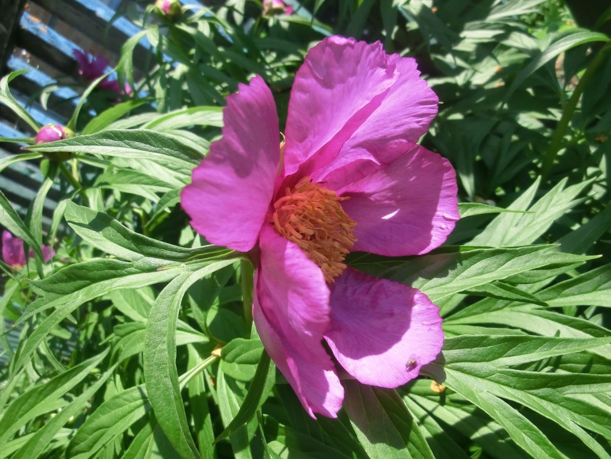 Пион Марьин корень тонколистный