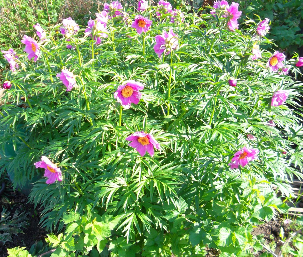 Пион Марьин корень