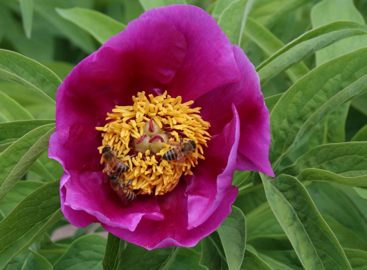 Пион уклоняющийся ГФ