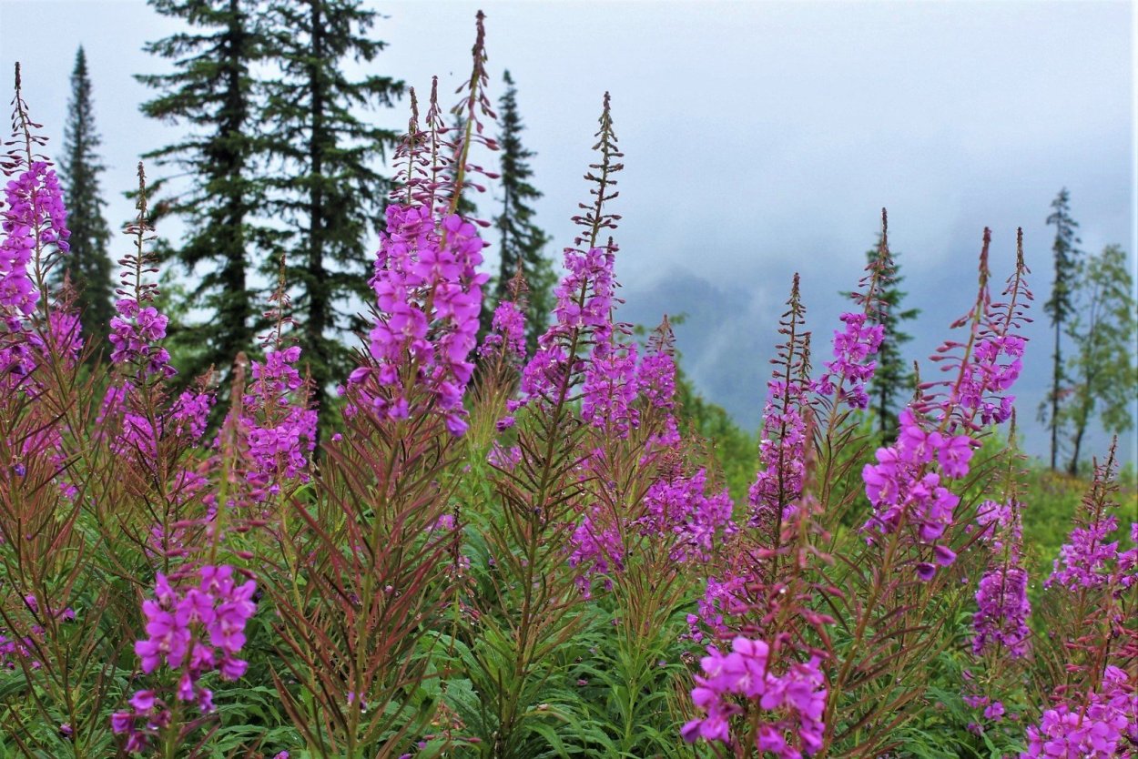 Ясколка Полевая (Cerastium arvense)