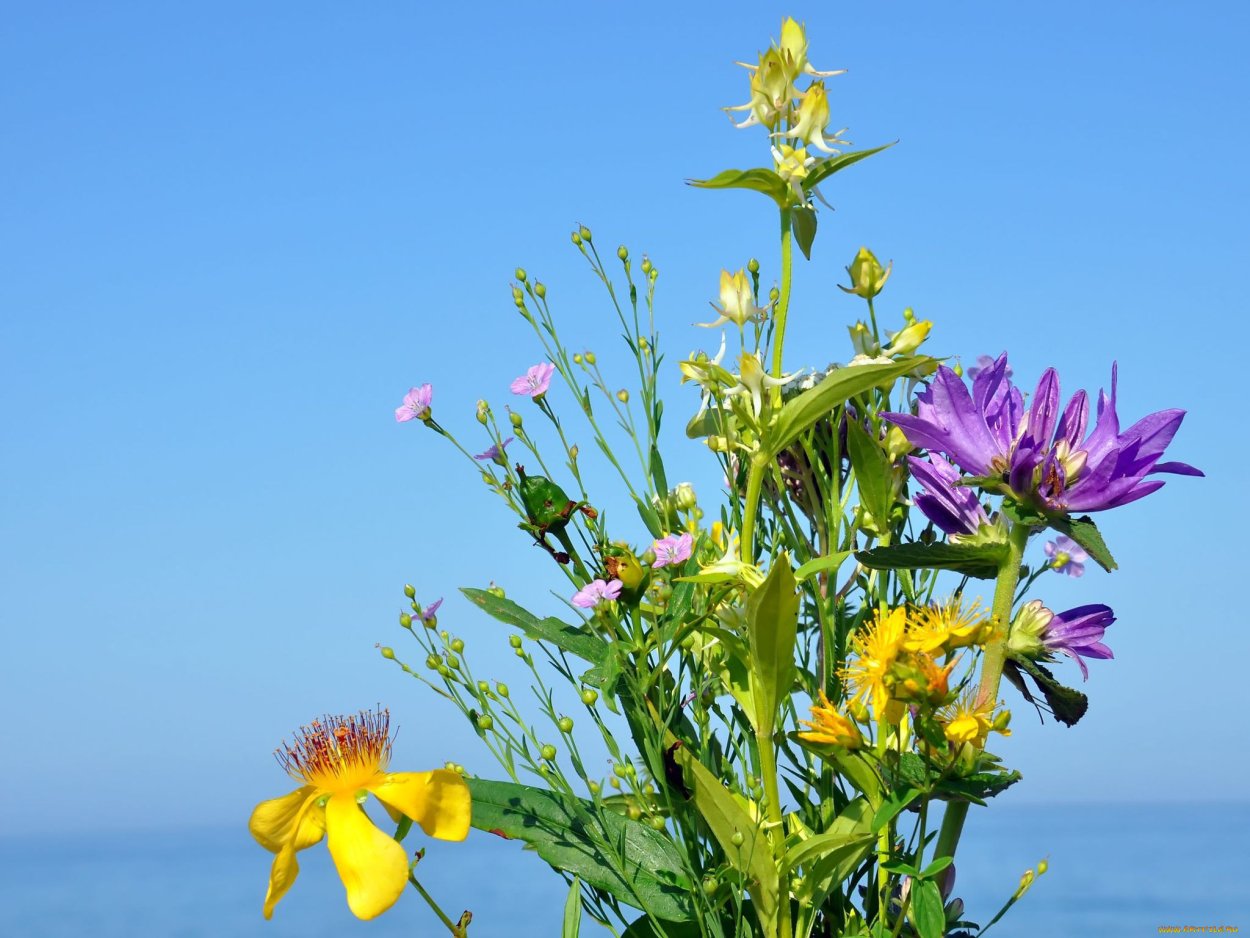 Летние полевые цветы Якутии