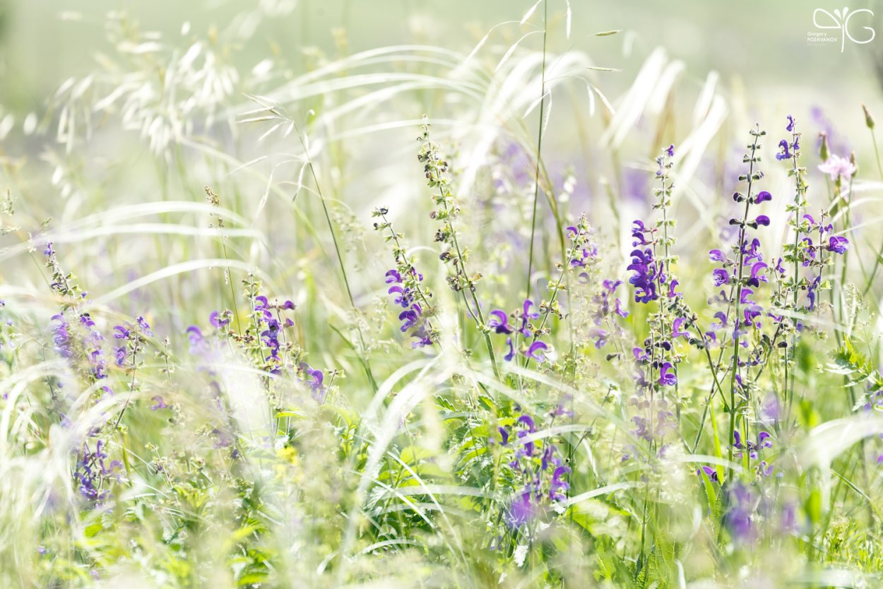 Иван-чай узколистный