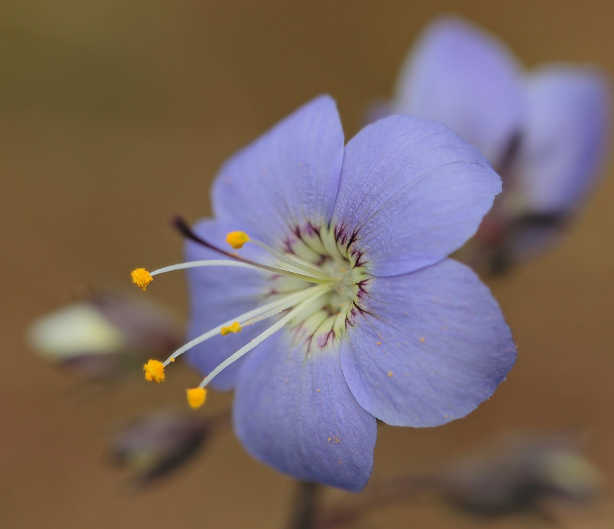 Полевые цветы Якутии