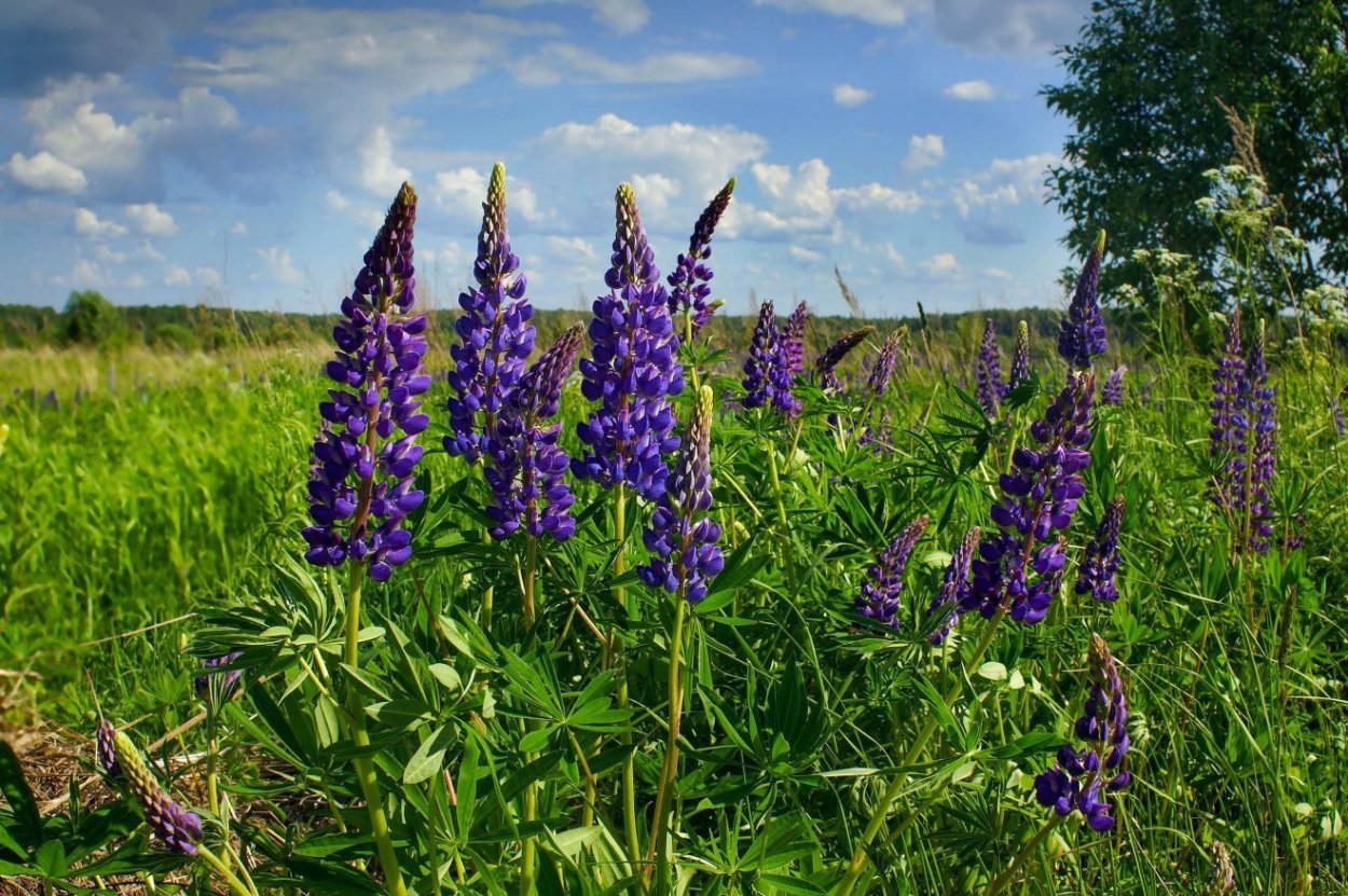 Пастернак Степной нечесаный растрепа