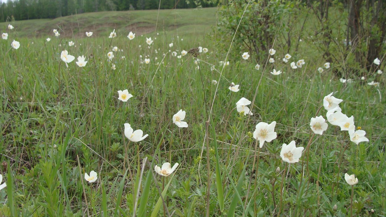 Колокольчик в природе