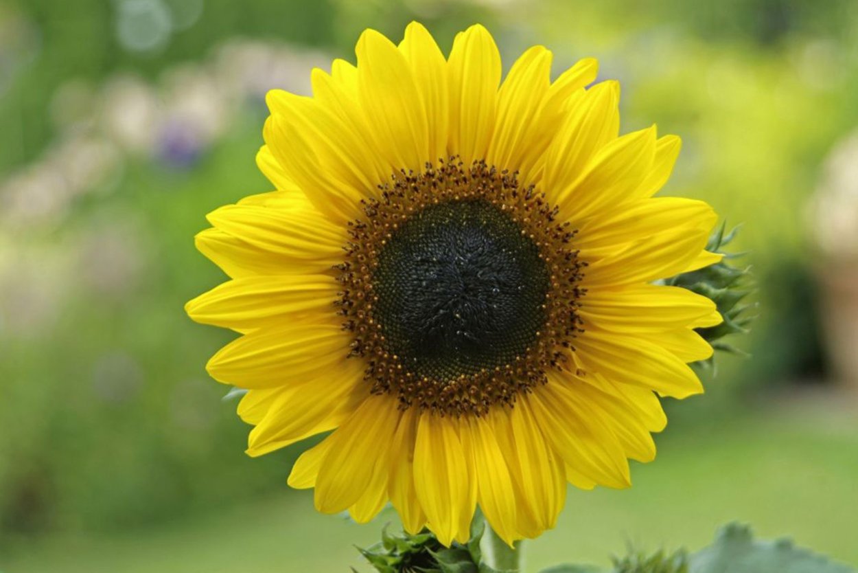 Подсолнух Гелиантус семена