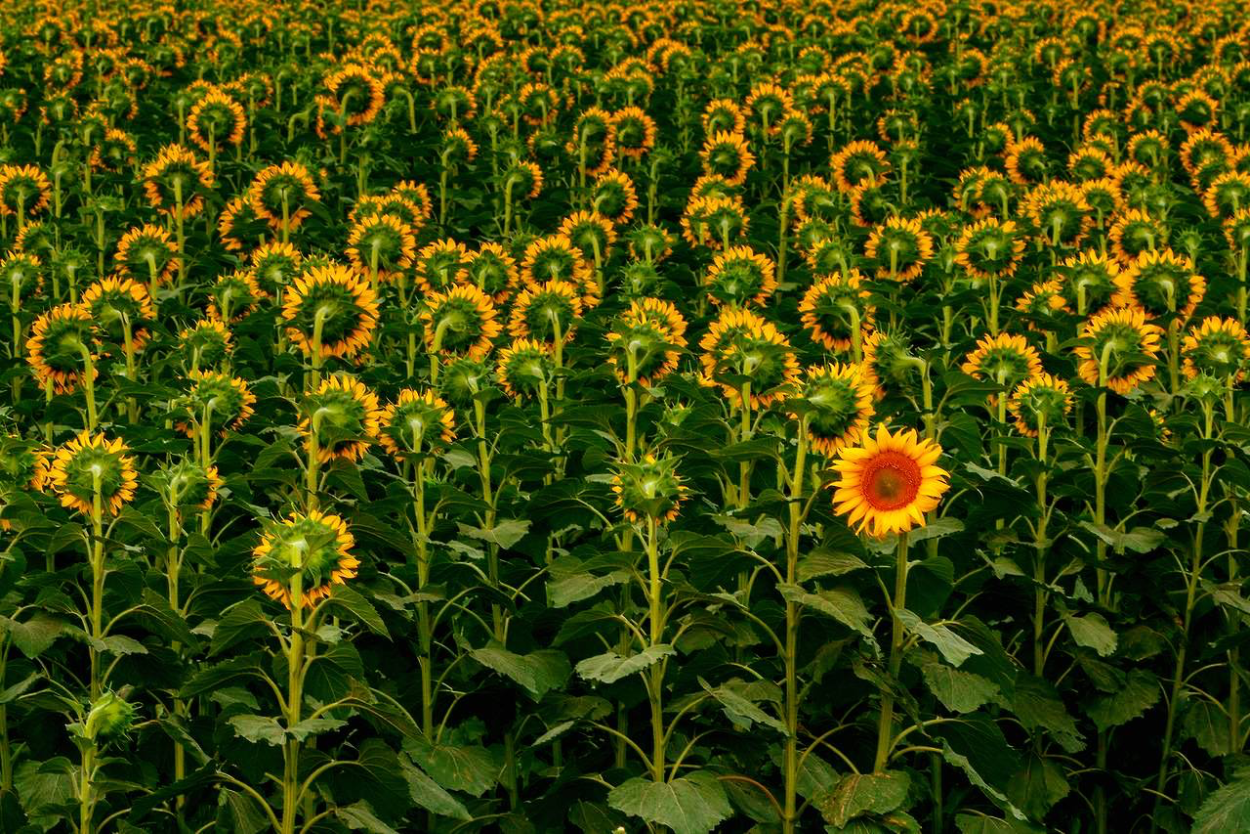 Стебель подсолнечника