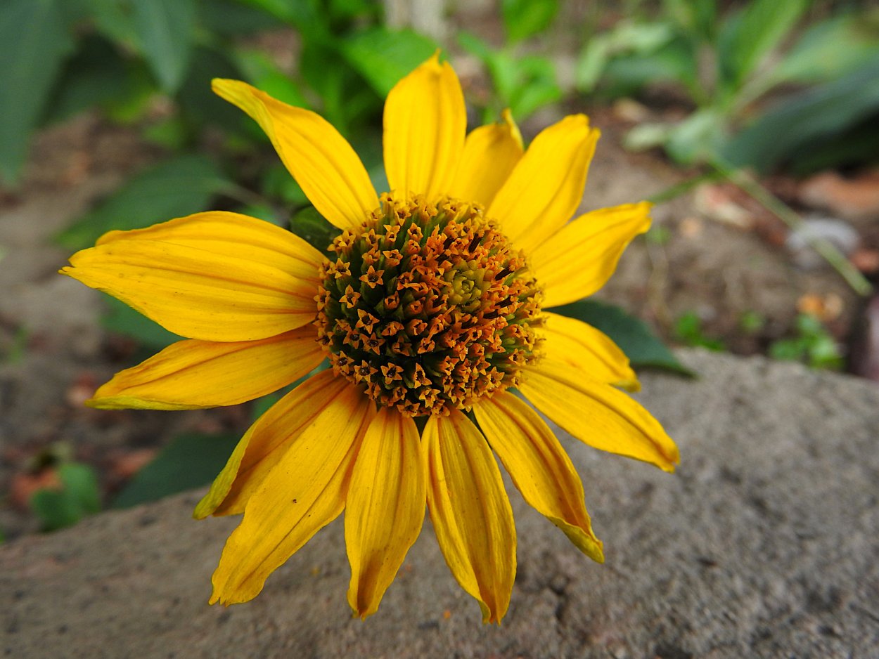 Подсолнечник десятилепестный (Helianthus decapetalus)