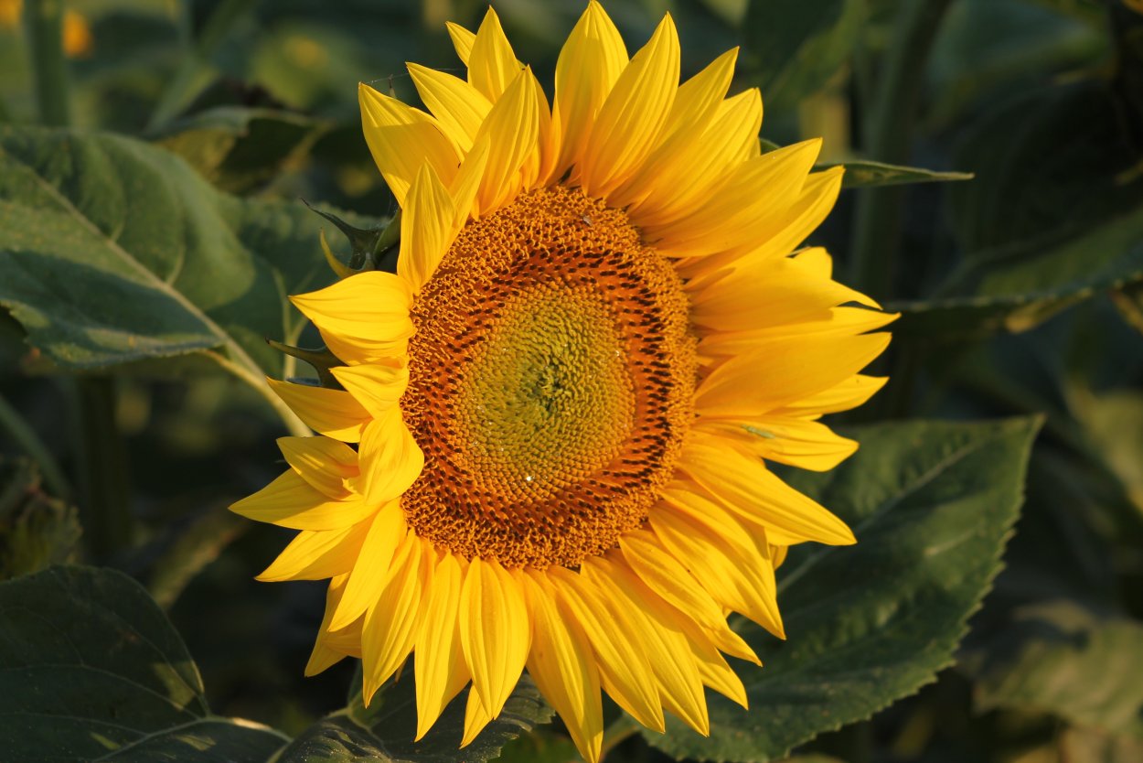 Helianthus annuus
