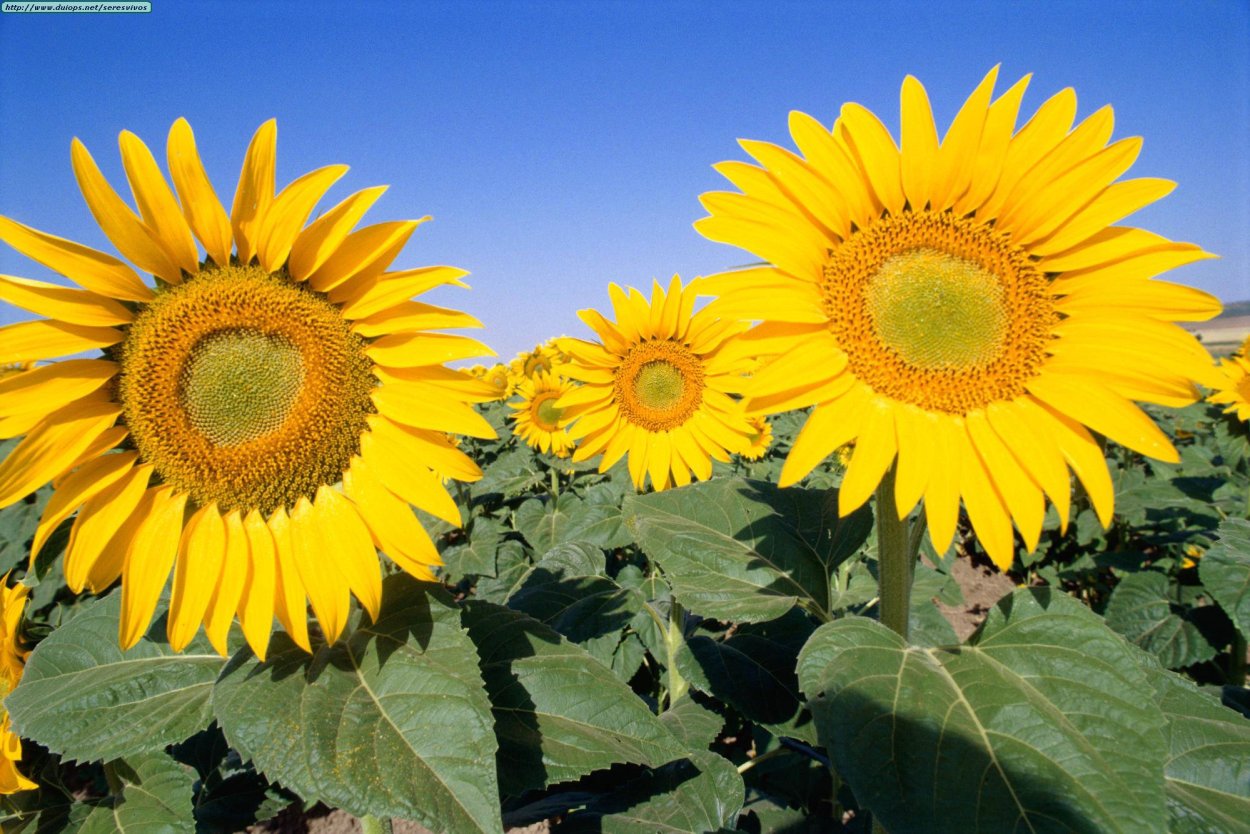 Подсолнечник семейство сложноцветных