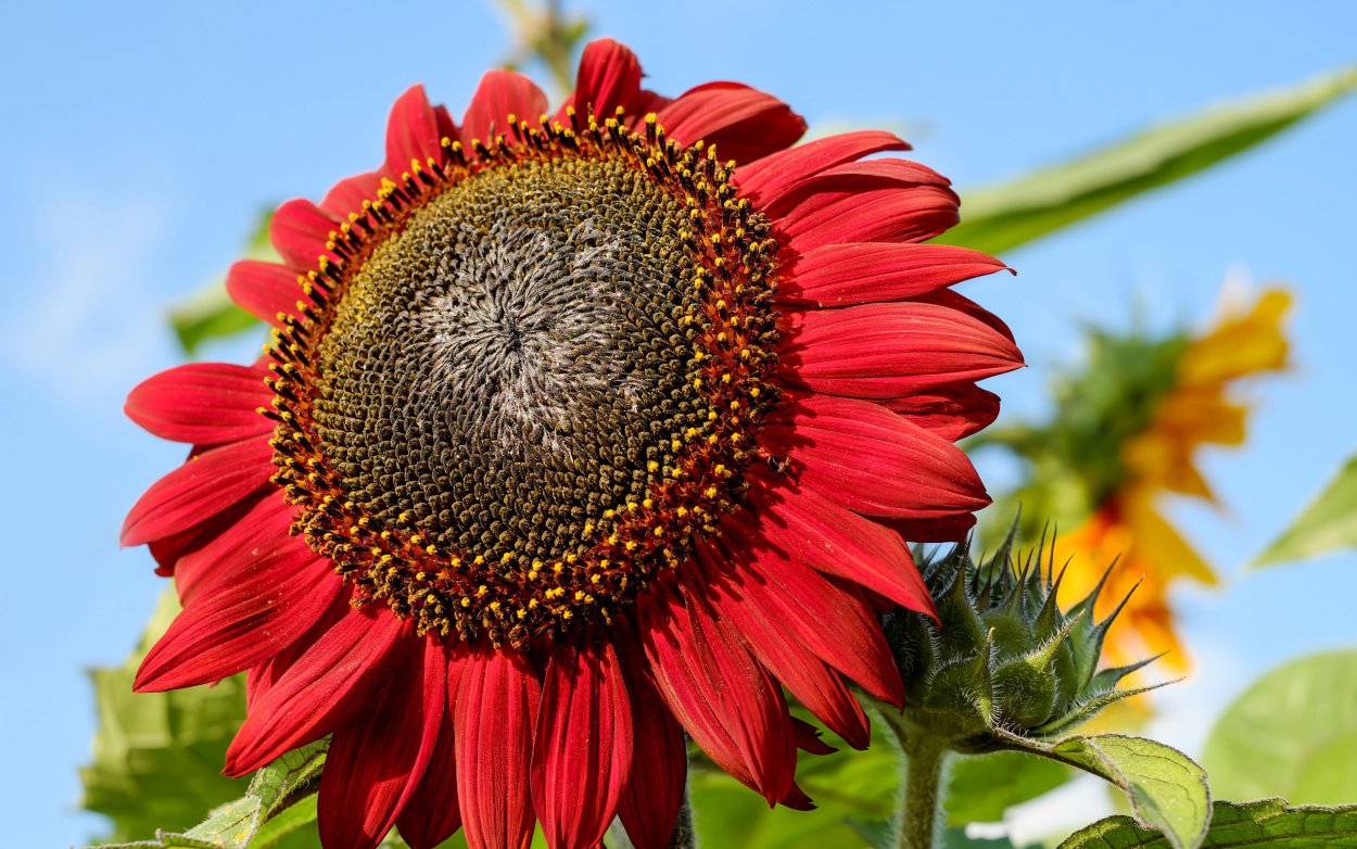 Helianthus annuus сорта