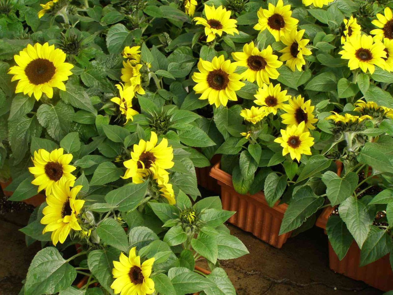 Подсолнечник декоративный Мисс Саншайн