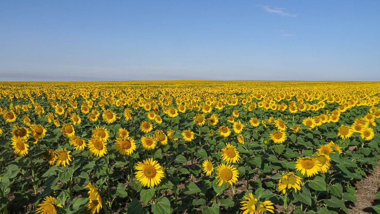 Бейский район Подсолнуховое поле
