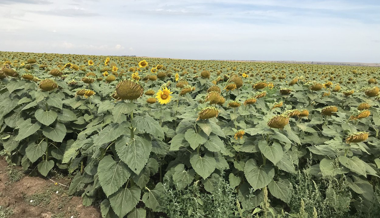 Гибрид подсолнечника Франклин