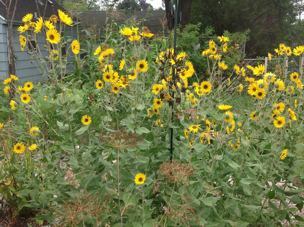 Подсолнечник иволистный