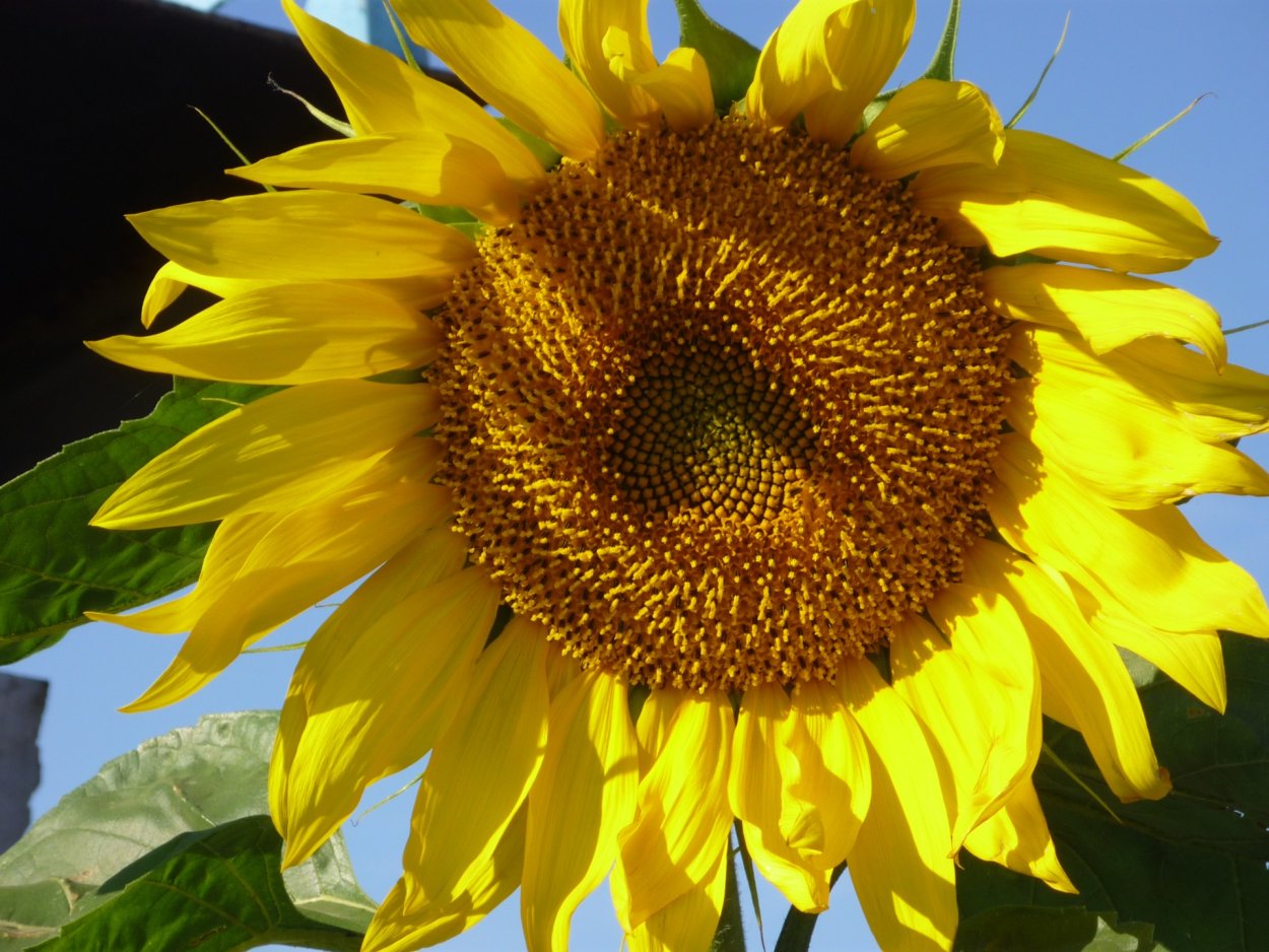 Подсолнух Джуниор ф1