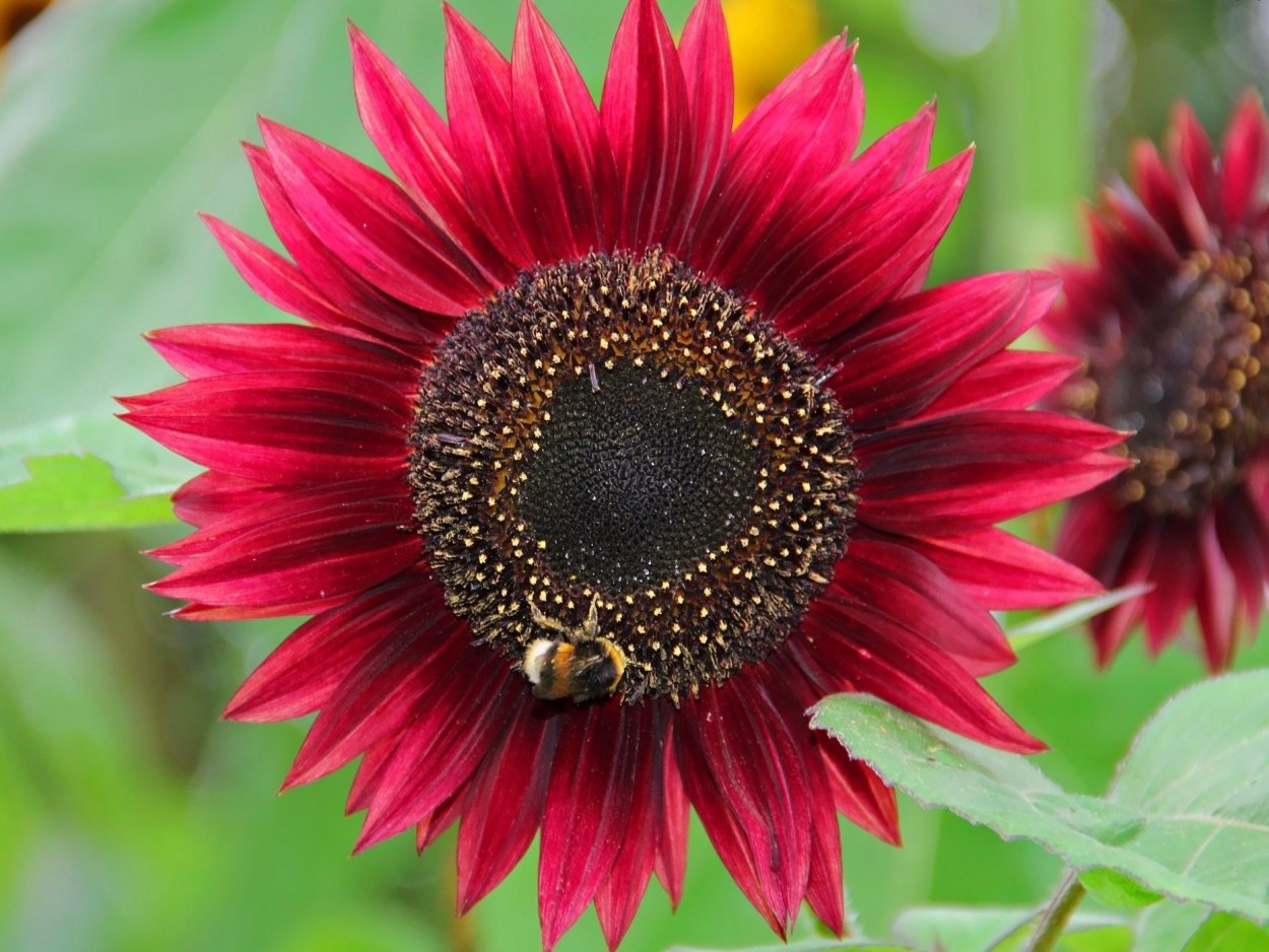 Подсолнечник декоративный Дон Жуан