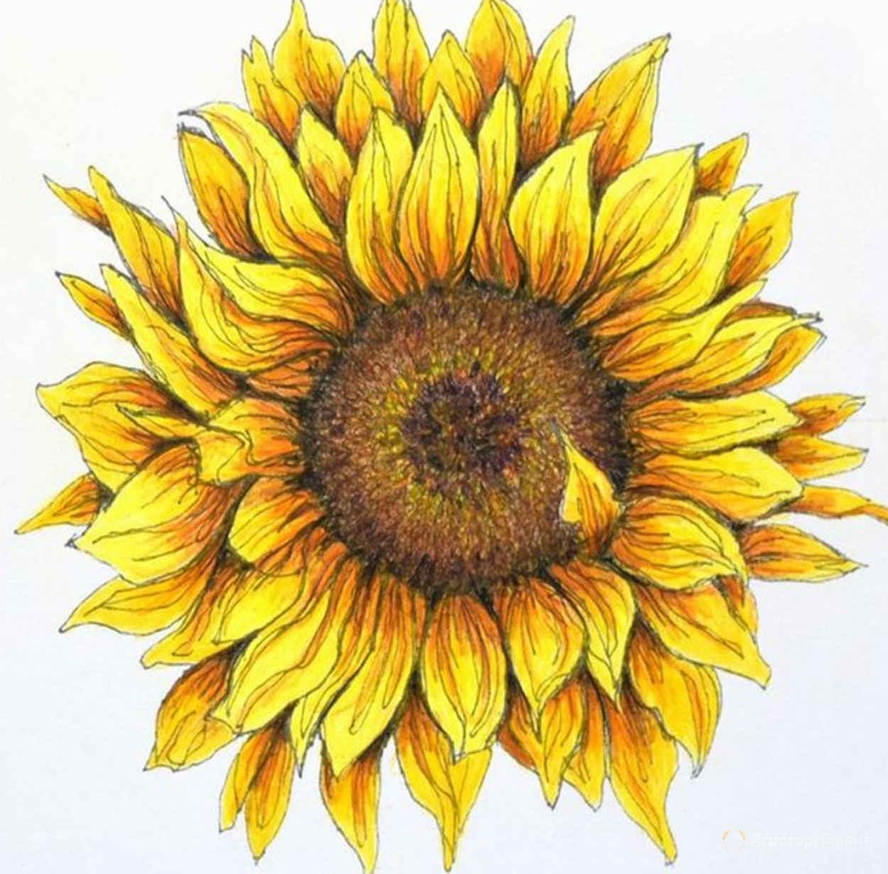 Эстетично Подсолнухи