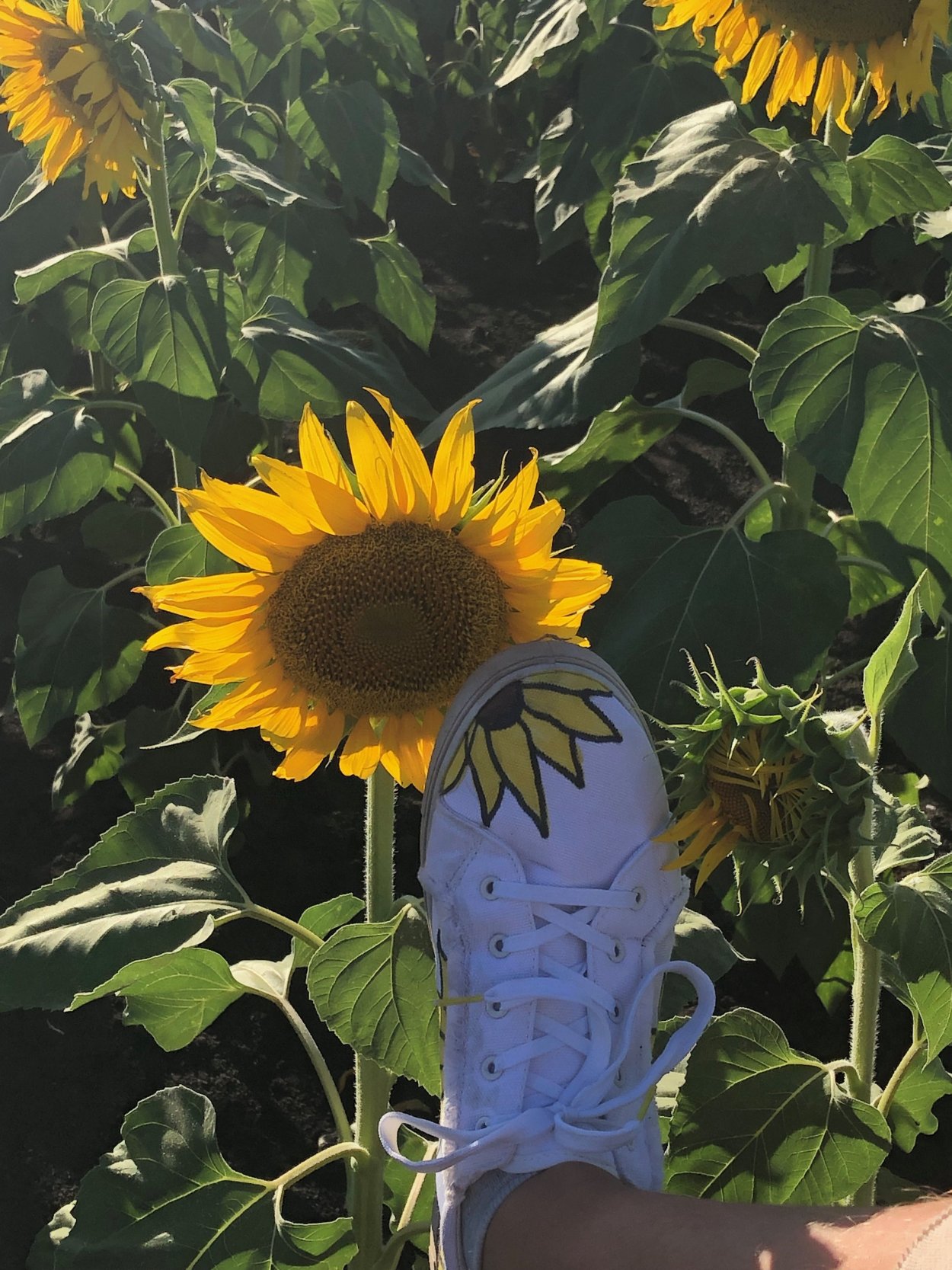 Эстетика подсолнухов арт