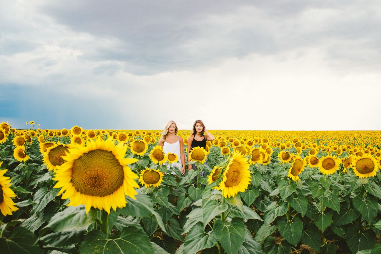 Стилизованный подсолнух