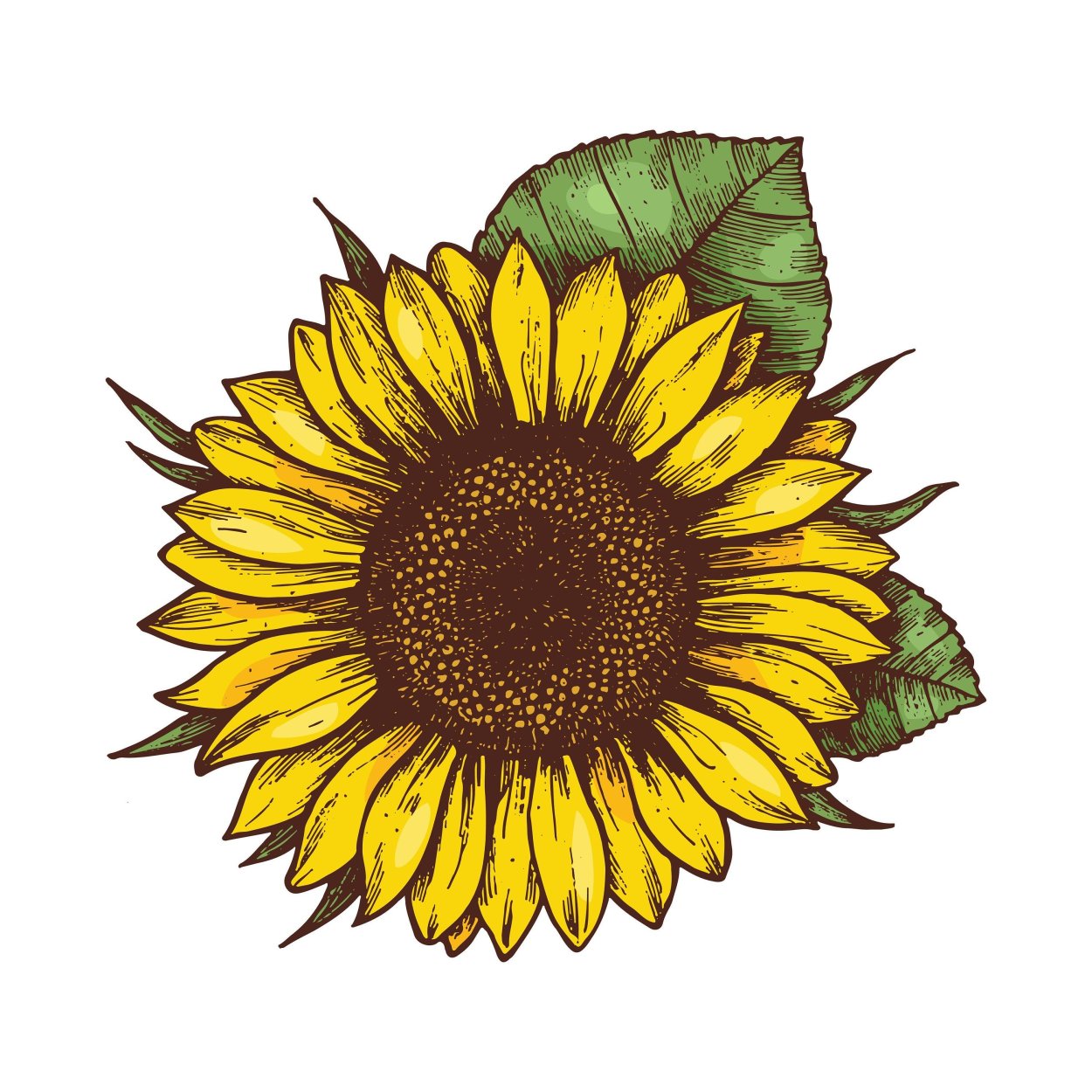 Подсолнух картинка для детей