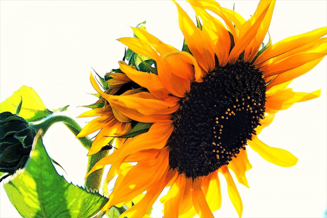 Подсолнух высокий