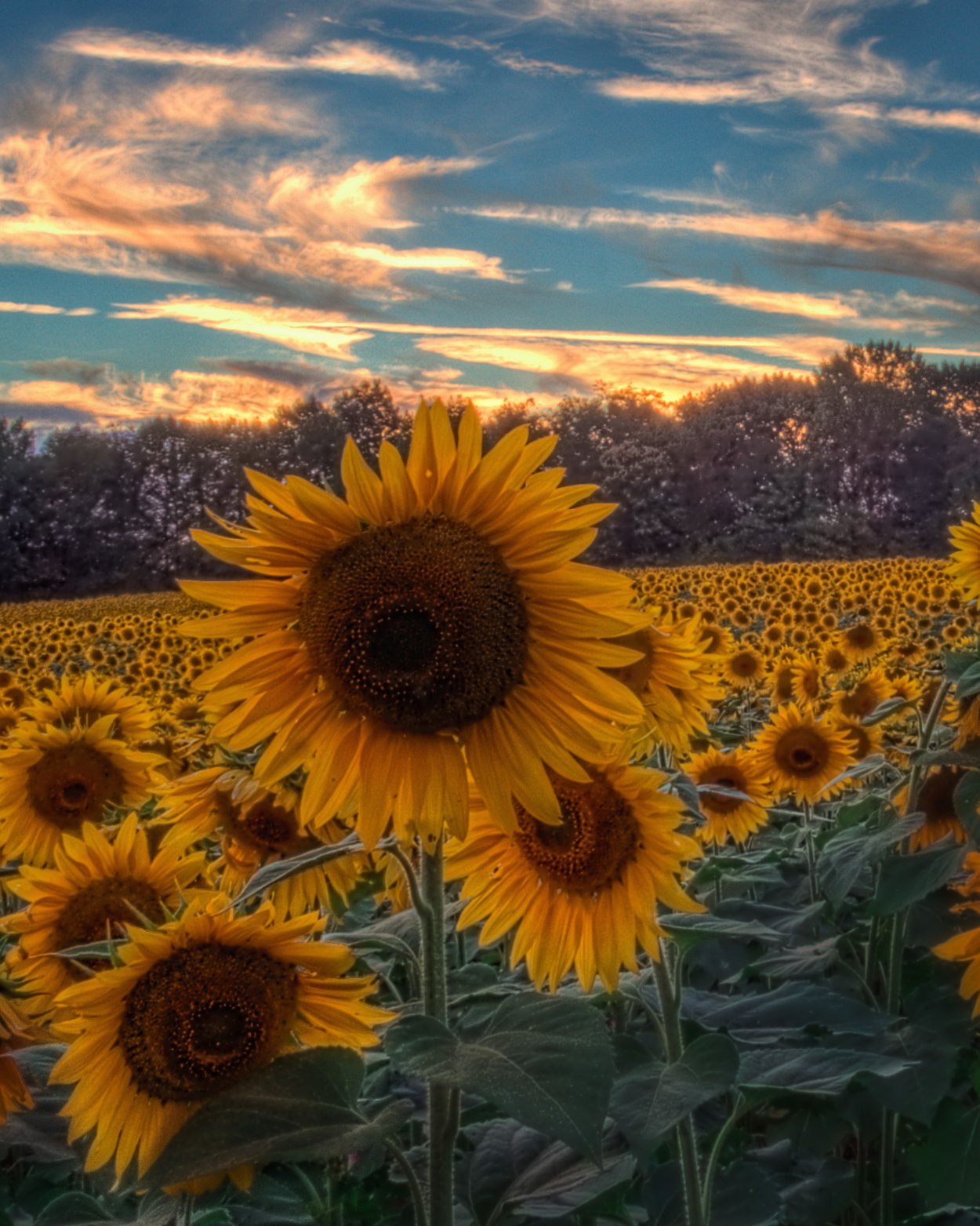 Наклейка подсолнечник
