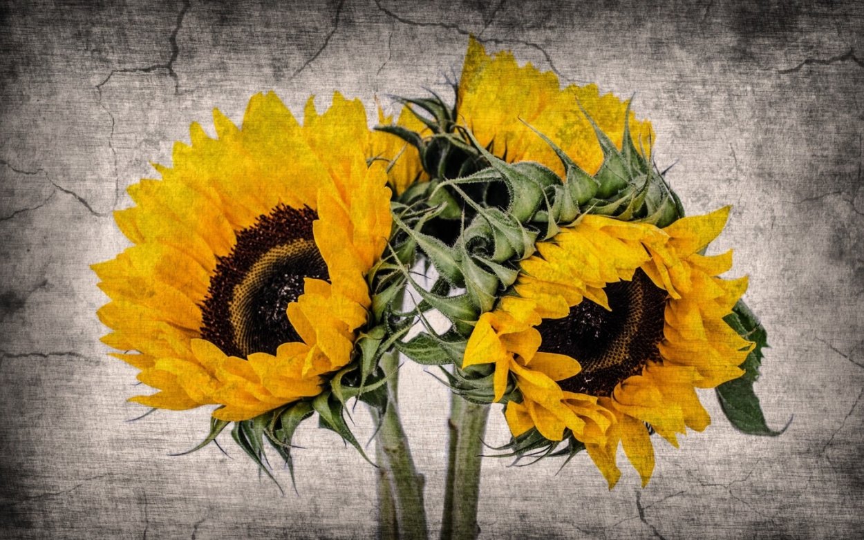 Ван Гог (Подсолнухи)