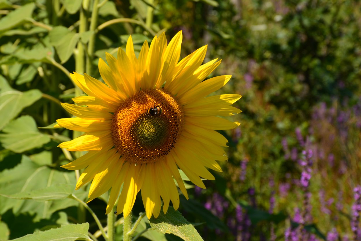 Подсолнух в очках