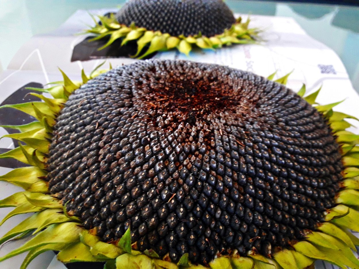 Подсолнухи арт