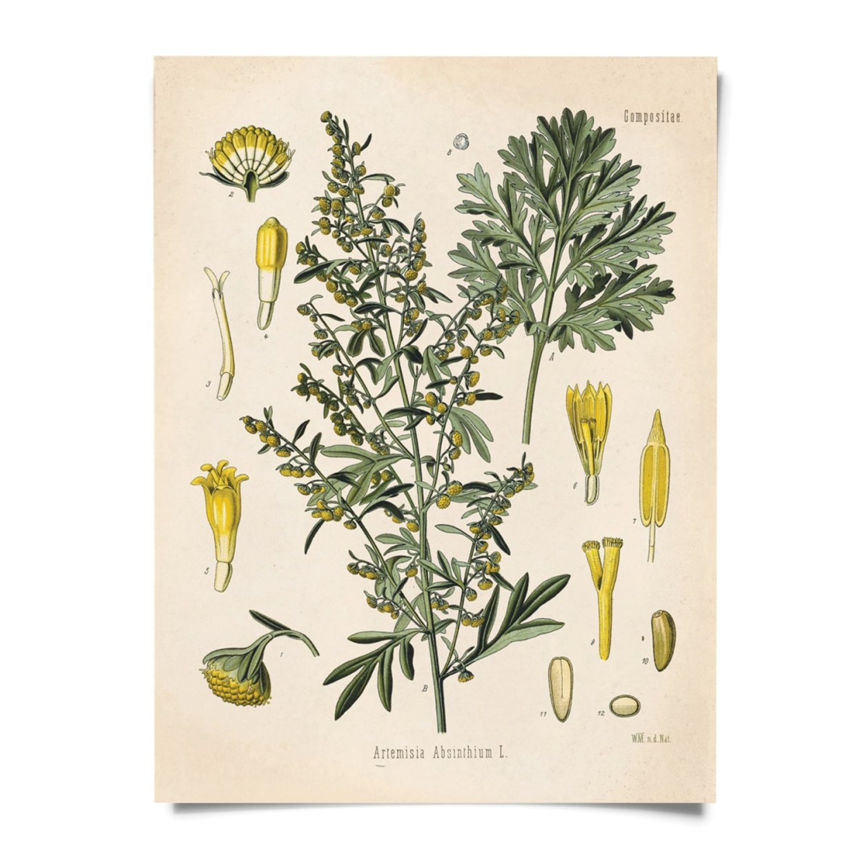 Полынь горькая формула цветка