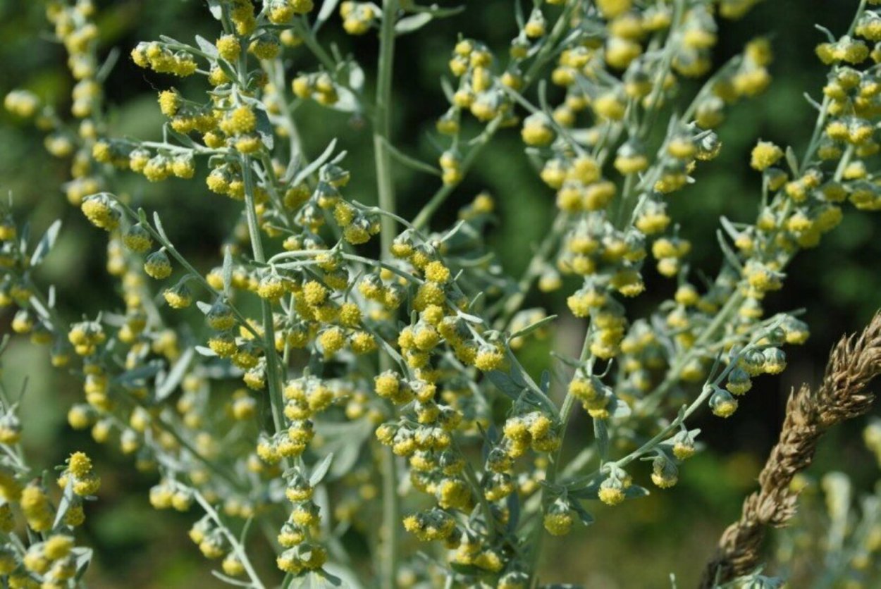 Полынь горькая (Artemisia absinthium)